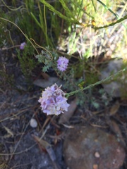 Lachnaea