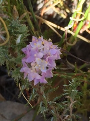 Lachnaea