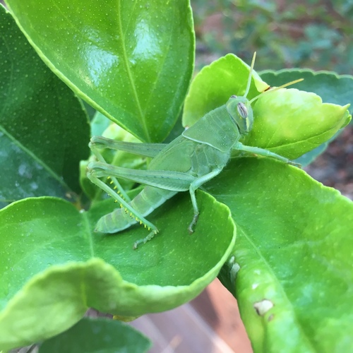 Gray Bird Grasshopper, photo 3 of 10