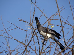 Corythaixoides leucogaster