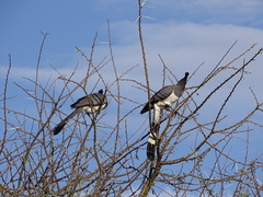 Corythaixoides leucogaster
