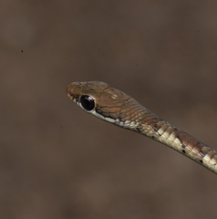 Dendrelaphis chairecacos