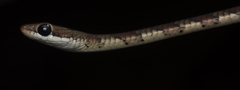 Dendrelaphis chairecacos