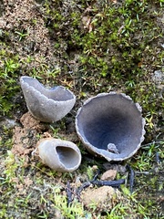 Dissingia leucomelaena