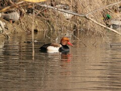 Netta rufina