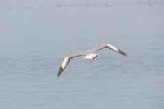 Chroicocephalus brunnicephalus