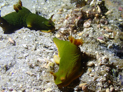 Tambja dracomus
