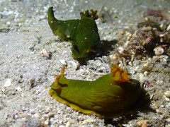 Tambja dracomus