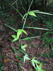 Flagellaria indica
