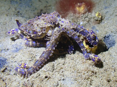 Hapalochlaena maculosa