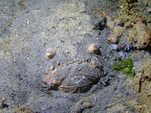 Banded stonelifter (Kathetostoma laeve) — Uranoscopidae — 4