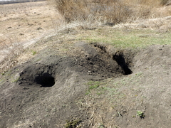 Marmota bobak