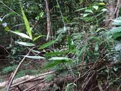 Flagellaria indica
