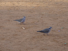Streptopelia capicola somalica