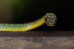 Chrysopelea paradisi