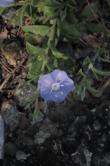 Evolvulus alsinoides