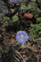 Evolvulus alsinoides