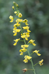 Eulophia speciosa