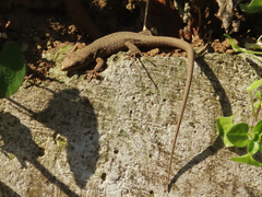 Darevskia rudis bischoffi
