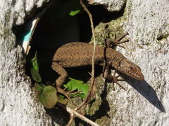 Darevskia rudis bischoffi
