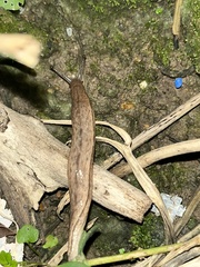 Meghimatium bilineatum