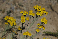 Achillea vermicularis