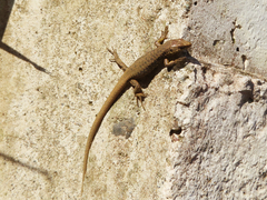 Darevskia rudis bischoffi