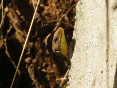 Darevskia rudis bischoffi