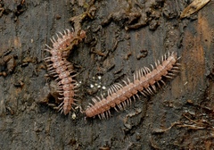 Polydesmus testaceus