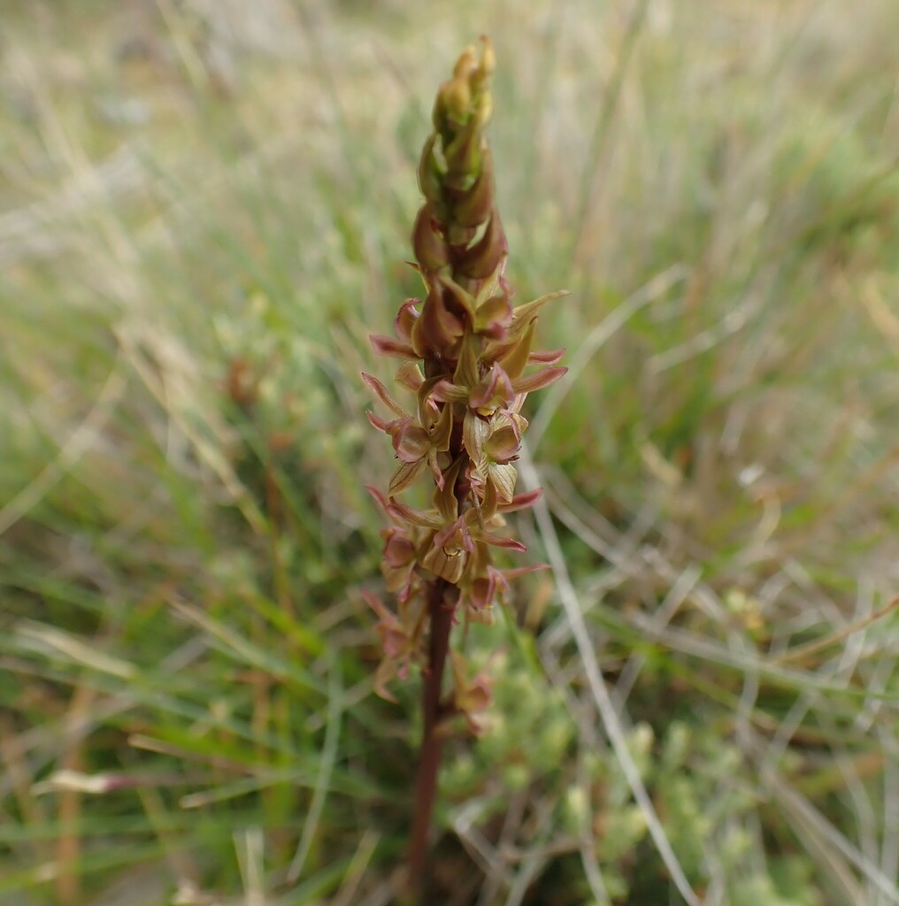 Prasophyllum crebriflorum