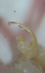 Polydesmus testaceus