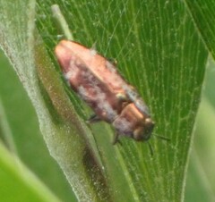 Diphucrania