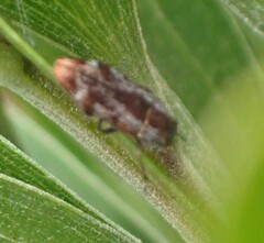 Diphucrania