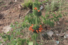 Leonotis nepetifolia