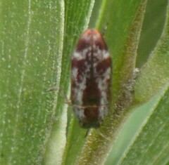 Diphucrania