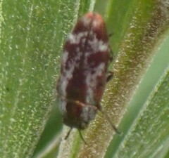 Diphucrania