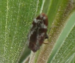 Diphucrania