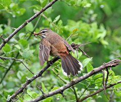 Cercotrichas leucophrys