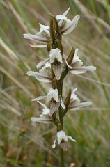 Prasophyllum mimulum