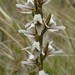Prasophyllum mimulum - Photo Sem direitos reservados, uploaded by corunastylis