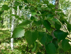 Betula pendula