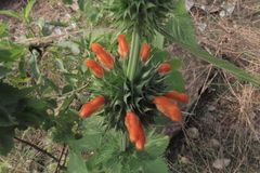 Leonotis nepetifolia