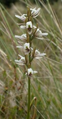 Prasophyllum mimulum