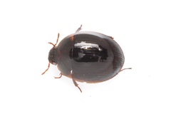 Hydrocassis lacustris