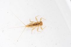 Thamnodontus tobiironis