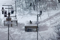 Sylvilagus floridanus