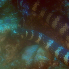 Ijima's Sea Snake photo 5