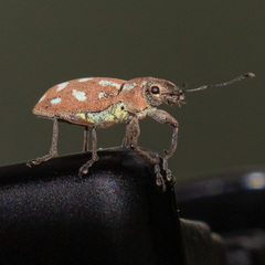Naupactus bellus