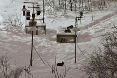 Sylvilagus floridanus