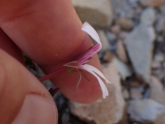 Pelargonium laevigatum laevigatum